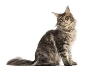 De Maine Coon uiterlijk